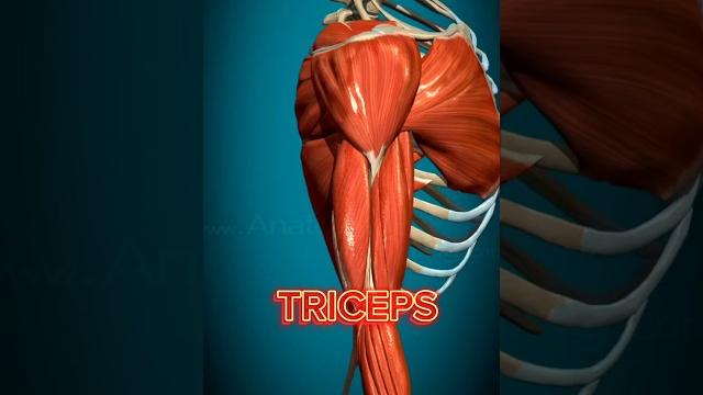 Triceps muscle #gym #bodybuilding Triceps muscle #gym #bodybuilding