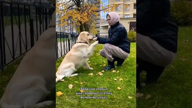 Как легко научить собаку команде дай лапу. Как легко научить собаку команде дай лапу.