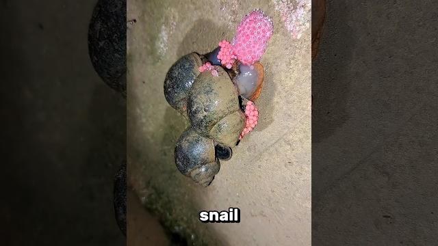 You must crush these snails You must crush these snails