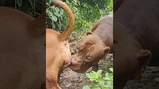 Pitbull best girl #lekthebestkennel Pitbull best girl #lekthebestkennel