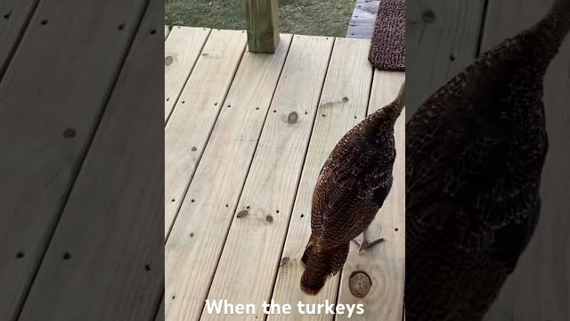 Turkey mom #unoandpearl #farmon Turkey mom #unoandpearl #farmon