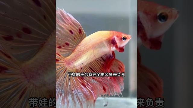 泰国斗鱼如何孵化小鱼宝宝,30天生小鱼过程全纪录! 泰国斗鱼如何孵化小鱼宝宝,30天生小鱼过程全纪录!