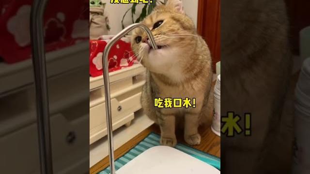 【薯條麻麻薯】寒窗苦讀20年竟然輸給了一隻貓!!! 【薯條麻麻薯】寒窗苦讀20年竟然輸給了一隻貓!!!