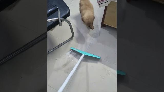 Oops #drop #dog #dogs #slip Oops #drop #dog #dogs #slip
