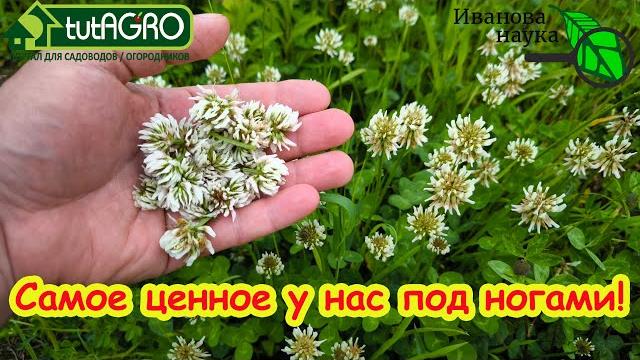 Растет под ногами, спасает от тромбов и болей в суставах, снижает холестерин, нормализует давление. Растет под ногами, спасает от тромбов и болей в суставах, снижает холестерин, нормализует давление.