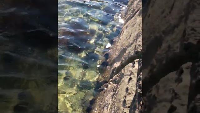 Остров русский,бухта шмидт. Остров русский,бухта шмидт.
