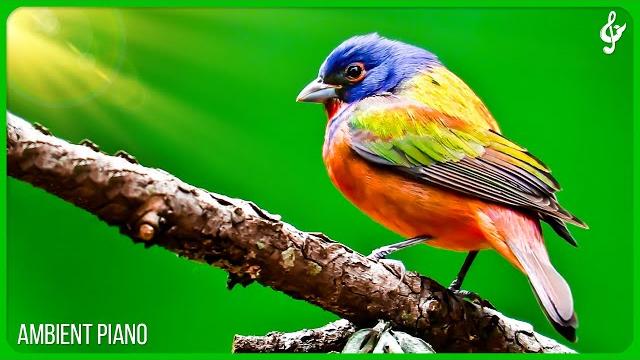 Beautiful relaxing music with bird sounds piano music, positive energy for morning, study and wo Beautiful relaxing music with bird sounds piano music, positive energy for morning, study and wo