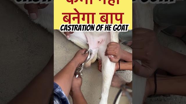Castration l dr umar khan Castration l dr umar khan