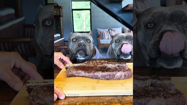 Short rib - churrasco - nossa rotina #americanbully Short rib - churrasco - nossa rotina #americanbully