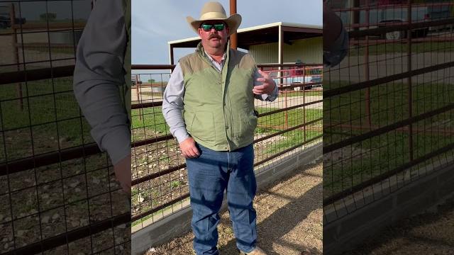 Why do we castrate lambs? Why do we castrate lambs?