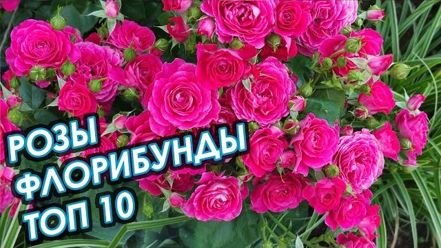 Топ 10. розы флорибунда, сезон 2021. Топ 10. розы флорибунда, сезон 2021.