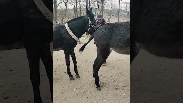 Funniest donkey ever! donkey training the fun way! 235 Funniest donkey ever! donkey training the fun way! 235