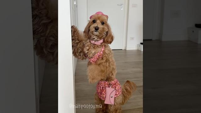 Finale inaspettato #maltipoo Finale inaspettato #maltipoo