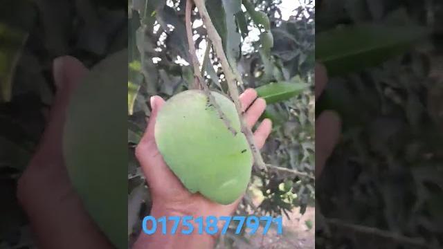 #01751877971 #love #mango #food #live #fruit #mangofruit #rajshahi #hijab #tropicalfruit #family #is #01751877971 #love #mango #food #live #fruit #mangofruit #rajshahi #hijab #tropicalfruit #family #is