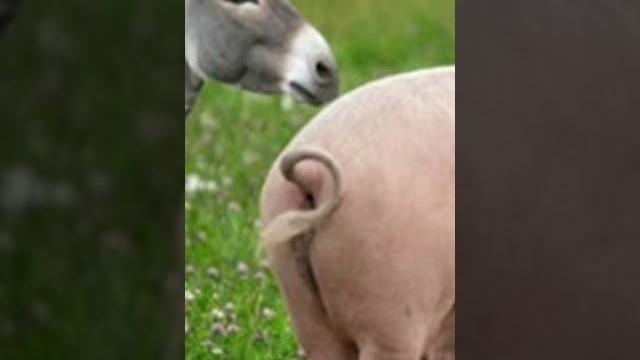 Animal wonders the protective donkey & the smart pig Animal wonders the protective donkey & the smart pig