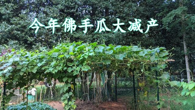 今年佛手瓜大减产(141) 今年佛手瓜大减产(141)