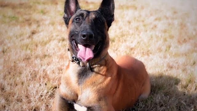 Military working dog handler Military working dog handler