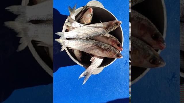 Как выглядит кефаль. Как выглядит кефаль.
