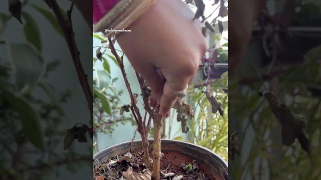 Revive your dried /underwatered plant Revive your dried /underwatered plant