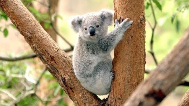 Koala.lol Koala.lol
