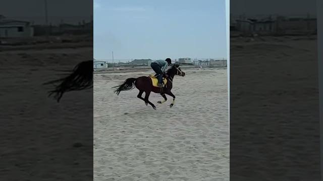 Kavraj marwadi horse love Kavraj marwadi horse love