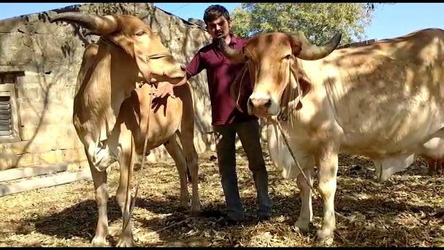 Suvarna kapila gir cow Suvarna kapila gir cow