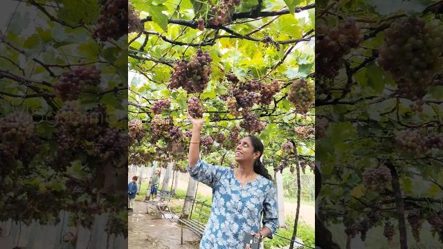 Free ya ve indha grape farm a visit pannalam#adayinmylife #grapefarm#grapefarming#farmvisit Free ya ve indha grape farm a visit pannalam#adayinmylife #grapefarm#grapefarming#farmvisit