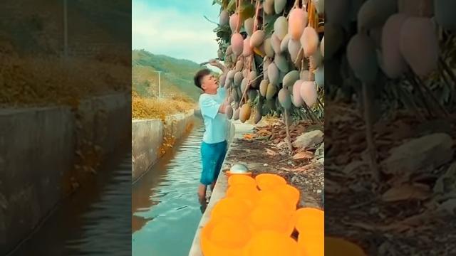 Chinese mango itna acha ka ....... Chinese mango itna acha ka .......