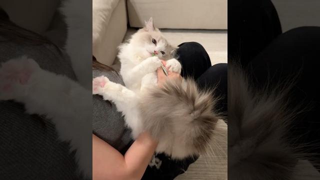 Giving my ragdoll cats a booty trim ️ #catasmr Giving my ragdoll cats a booty trim ️ #catasmr
