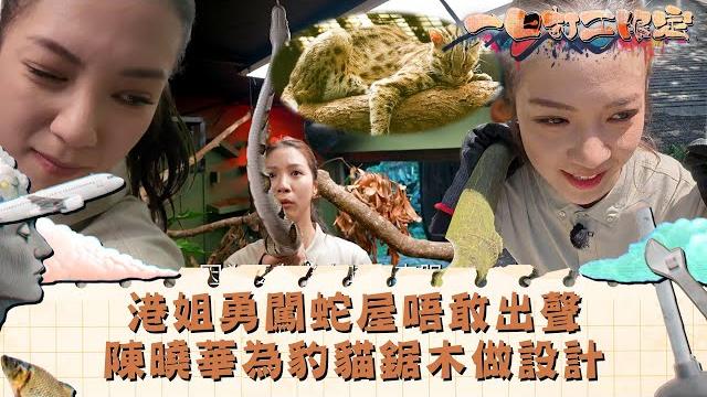 一日打工限定| 港姐勇闖蛇屋唔敢出聲 曉華為豹貓鋸木做設計|娛樂 搞笑 兼職|tvb綜藝 一日打工限定| 港姐勇闖蛇屋唔敢出聲 曉華為豹貓鋸木做設計|娛樂 搞笑 兼職|tvb綜藝