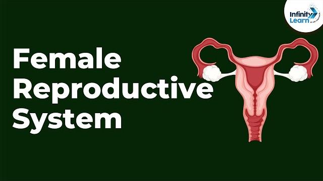 Female reproductive system | infinity learn neet Female reproductive system | infinity learn neet