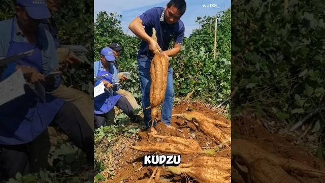 Kudzu: from invasive to edible Kudzu: from invasive to edible
