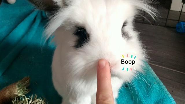 Boop the bunny nose Boop the bunny nose