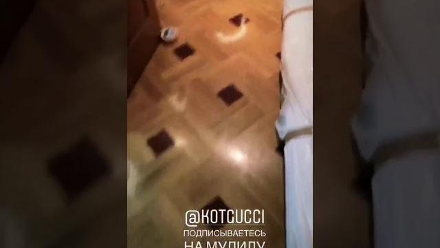 Что сделал кот афони! Что сделал кот афони!