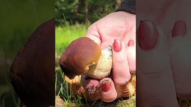 Самый долгожданный гриб! первый боровик-23! Самый долгожданный гриб! первый боровик-23!