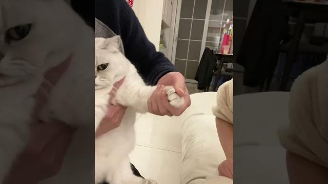 【喵才是灯泡】没有一口猫粮是白吃的! 【喵才是灯泡】没有一口猫粮是白吃的!