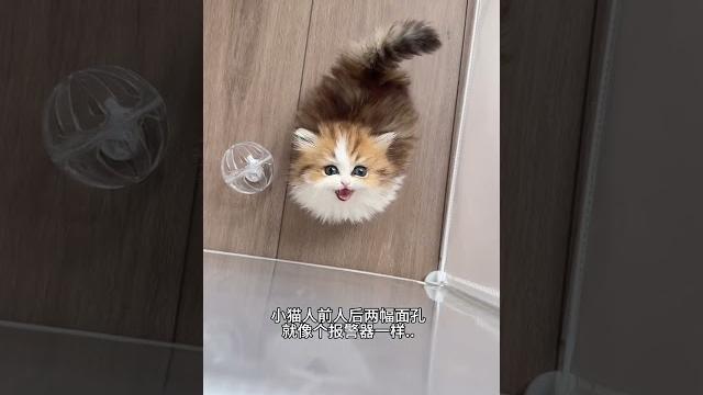 【#雪球日记】小猫咪还有两幅面孔,丸辣差点没夹住 #猫咪的迷惑行为 #曼基康矮脚 #萌宠出道计划 【#雪球日记】小猫咪还有两幅面孔,丸辣差点没夹住 #猫咪的迷惑行为 #曼基康矮脚 #萌宠出道计划