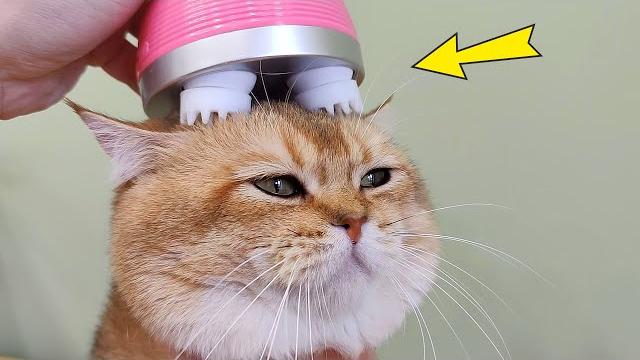 6 самых прикольных игрушек для кошек с алиэкспресс! 6 самых прикольных игрушек для кошек с алиэкспресс!