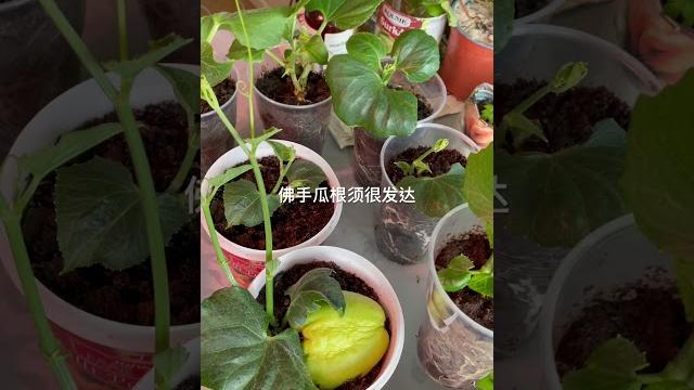 #佛手瓜育苗 #北欧田園生活 #佛手瓜育苗 #北欧田園生活
