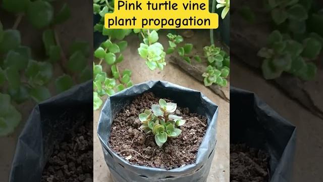 Turtle vine Turtle vine
