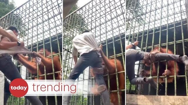 Orangutan in indonesia zoo attacks youth Orangutan in indonesia zoo attacks youth