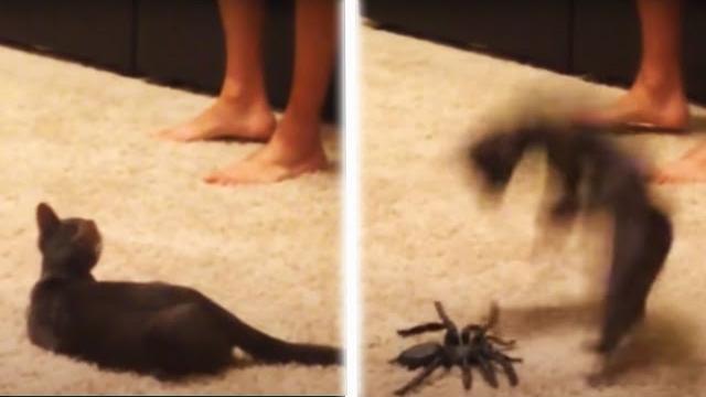 You’ve got to be 'kitten' me! funny cat videos | afv You’ve got to be 'kitten' me! funny cat videos | afv