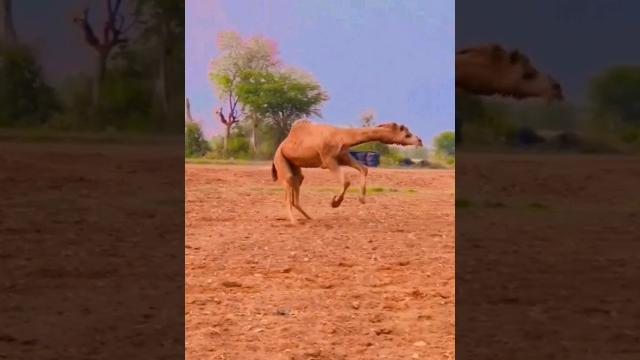Camel dance Camel dance