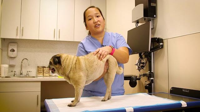 How to do bladder expressions on your pet How to do bladder expressions on your pet