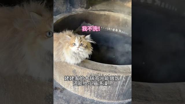 【#雪球日记】小猫:姥姥这水怎么越洗越烫? #猫咪的迷惑行为 【#雪球日记】小猫:姥姥这水怎么越洗越烫? #猫咪的迷惑行为