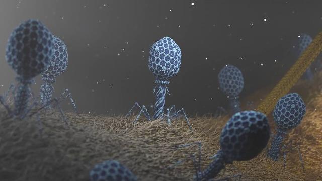 T4 phage attacking e.coli T4 phage attacking e.coli