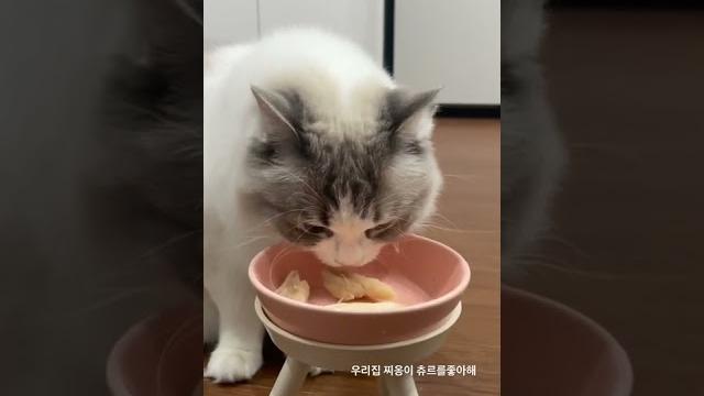 우리집 찌옹이 츄르를 좋아해 우리집 찌옹이 츄르를 좋아해