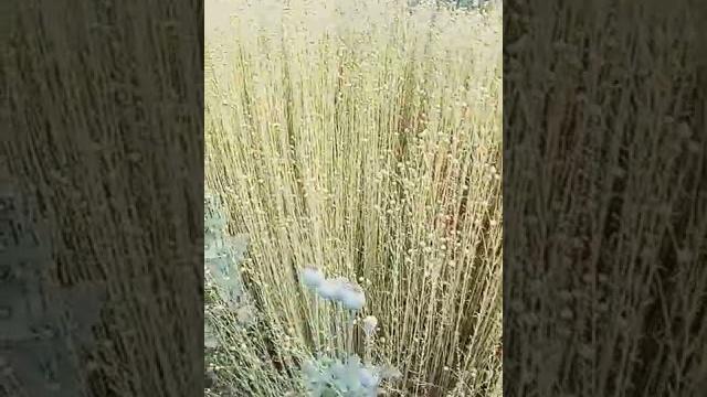 Flax to linen harvest time Flax to linen harvest time