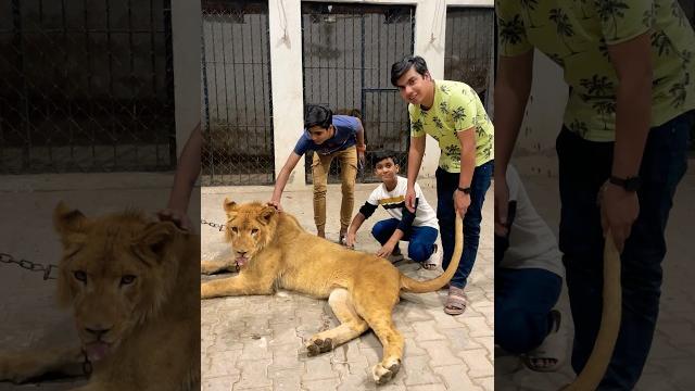 Waleed bhai subhan and shahzar in mini zoo #song Waleed bhai subhan and shahzar in mini zoo #song