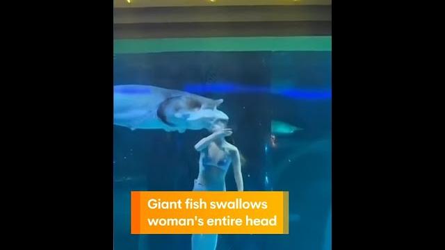 Giant fish swallows woman's entire head Giant fish swallows woman's entire head